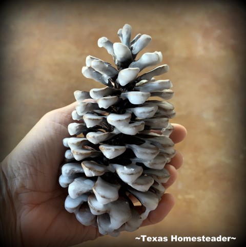 Wax-dipped pinecones for fires starters - white wax coated #TexasHomesteader