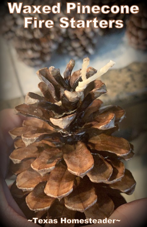 Waxed pinecone fire starters - add a waxed candle wick. #TexasHomesteader