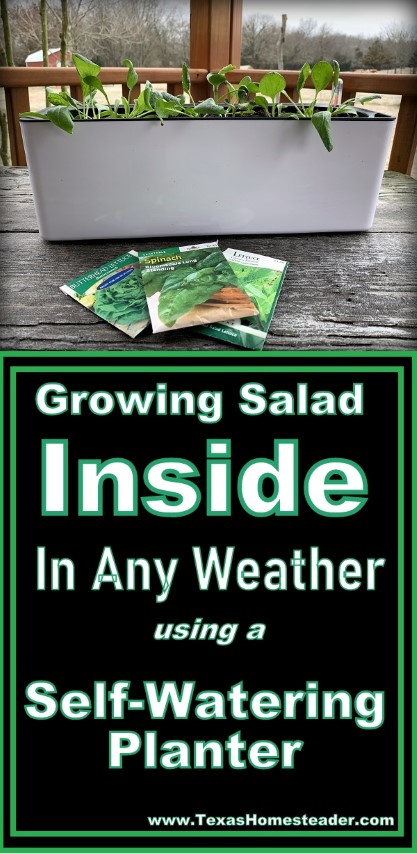 Even in the miserable weather of winter, I'm growing salad greens inside using a self-watering planter pot. Fresh salads at my fingertips! #TexasHomesteader