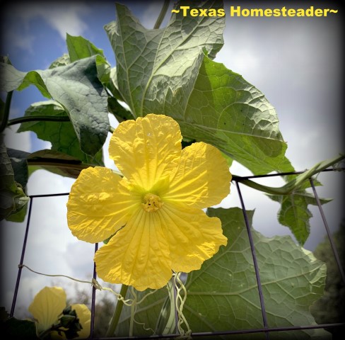 Yellow luffa bloom. You can grow your own luffa sponge in your garden. They're easy to grow, eco friendly and fully compostable. #TexasHomesteader