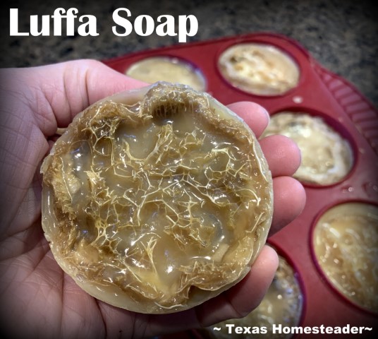 Luffa rounds placed in silicone muffin cups with melt-n-pour soap poured over to make a homemade scrubbing exfoliating soap. #TexasHomesteader