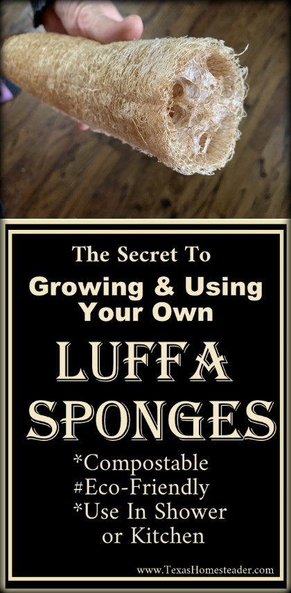 You can grow your own luffa sponge in your garden. They're easy to grow, eco friendly and fully compostable. #TexasHomesteader