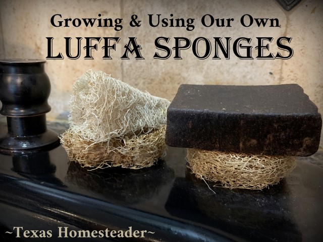 Luffa (or loofah) gourd dried and cut into disks to save soap on edge of sink. #TexasHomesteader