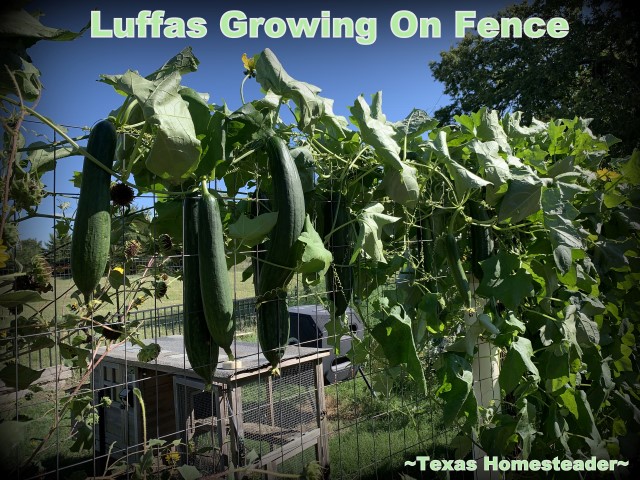 Luffa (or loofah) gourds growing on a vine on fence in the garden. #TexasHomesteader