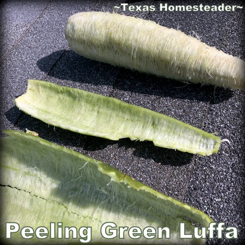 There's a sweet spot when it's super easy to peel luffa. You can grow your own luffa sponge in your garden. They're easy to grow, eco friendly and fully compostable. #TexasHomesteader