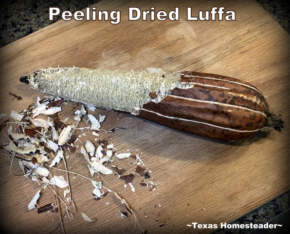 Dried luffa can be peeled, but it takes more time. You can grow your own luffa sponge in your garden. They're easy to grow, eco friendly and fully compostable. #TexasHomesteader