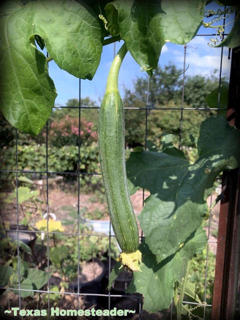 Young luffa can be eaten if they're under 5" long. You can grow your own luffa sponge in your garden. They're easy to grow, eco friendly and fully compostable. #TexasHomesteader