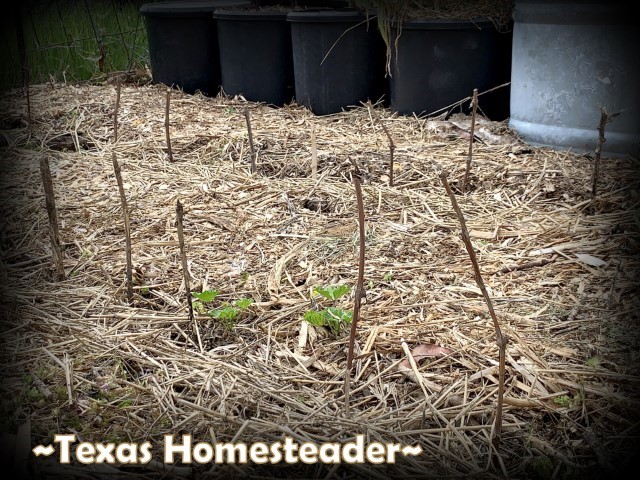 Using sticks to mark the location of planted seeds in the vegetable garden. #TexasHomesteader