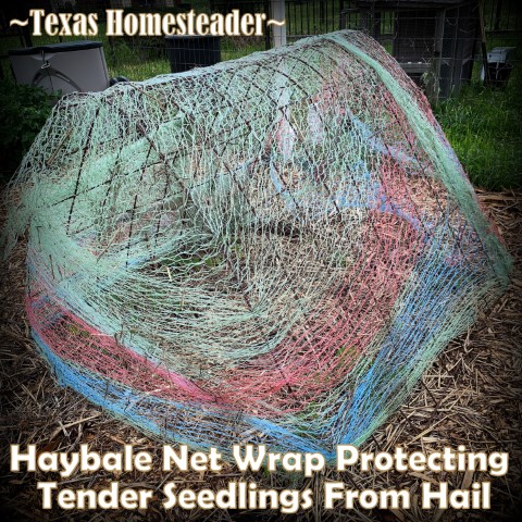 A used haybale net wrap can be used to cover a tomato trellis to protect garden plants from severe storms and hail. #TexasHomesteader