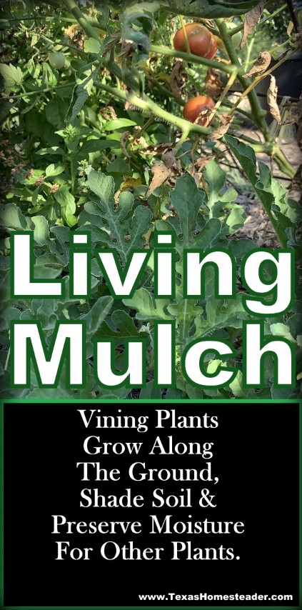 Plant vining plants to grow along the ground in your vegetable garden to provide living mulch (and food!) #TexasHomesteader