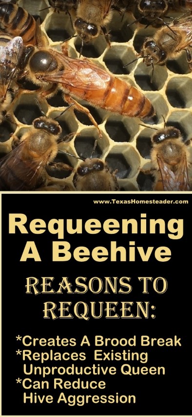 There are several reasons beekeepers like to requeen their beehive. Recently we made a split and requeened two hive boxes. #TexasHomesteader