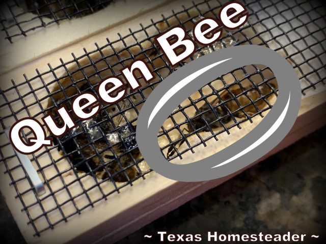 Queen honeybee and nurse bees in wood/wire cage. There are several reasons beekeepers like to requeen their beehive. Recently we made a split and requeened two hive boxes. #TexasHomesteader