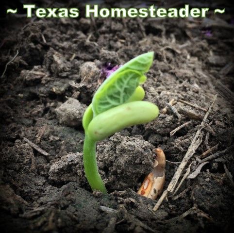 A new seed sprout in the garden. #TexasHomesteader