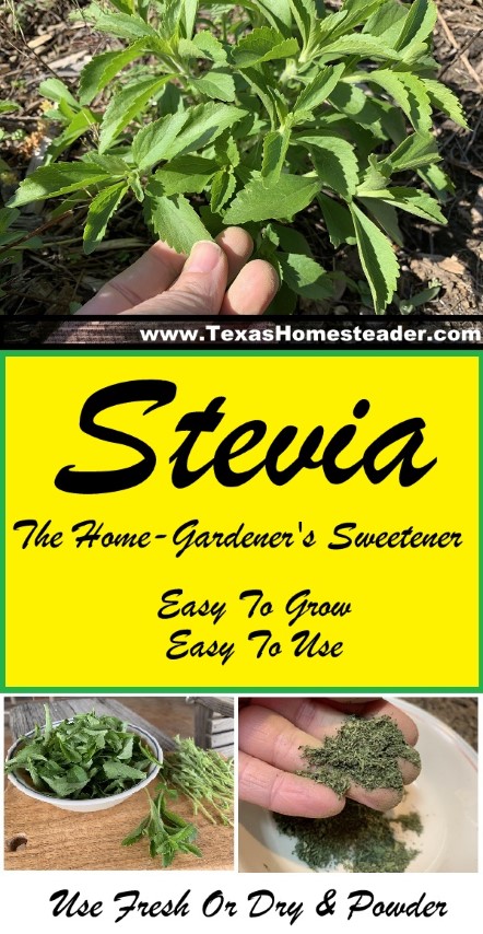 The home gardener's sweetener, and zero calorie too - Stevia is easy to grow and easy to use. #TexasHomesteader