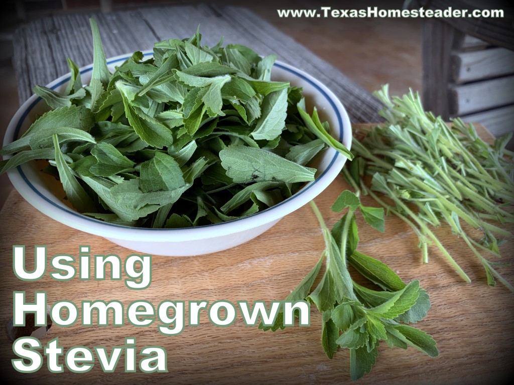 If I want to dry stevia, I quickly wash the stems, strip the leaves and allow to dry. #TexasHomesteader