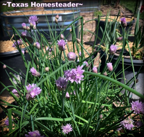 Container planting - garden chives purple flower. #TexasHomesteader