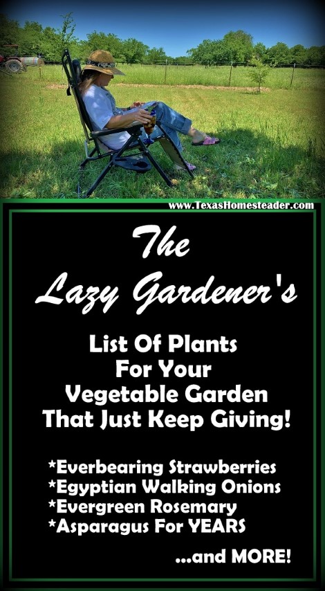 Come see the list of plants in my vegetable garden that provide year after year with precious little input from me! #TexasHomesteader