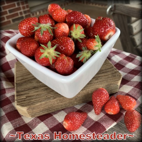 Strawberries can be planted once and provide fresh strawberries for years. #TexasHomesteader