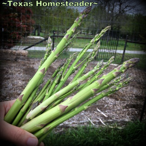 Fresh asparagus spears from a Texas garden. #TexasHomesteader