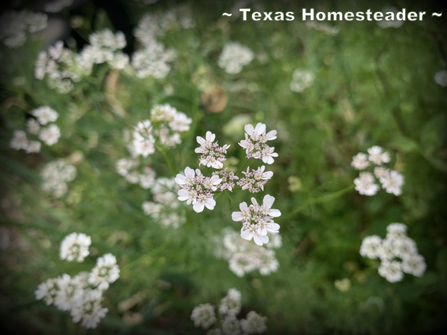 Cilantro with white flowers going to seed coriander. #TexasHomesteader