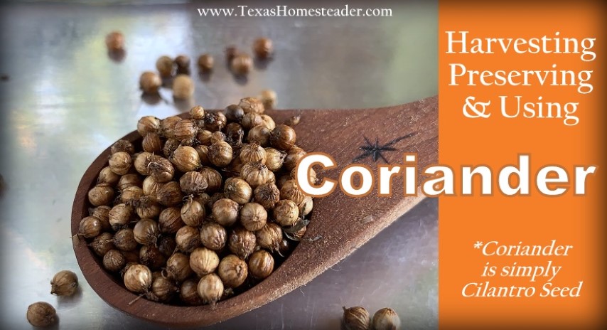 Coriander is just cilantro seed. See how I harvest, store and use it. #TexasHomesteader
