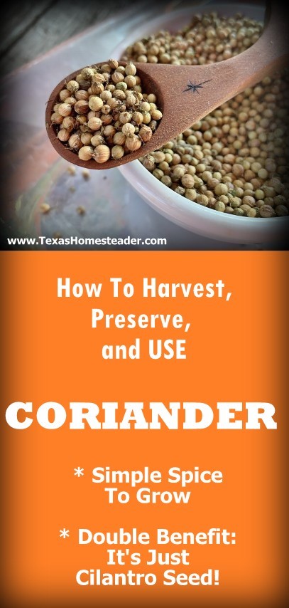 Coriander is simply cilantro seed, and it's used in a completely different way than cilantro. #TexasHomesteader