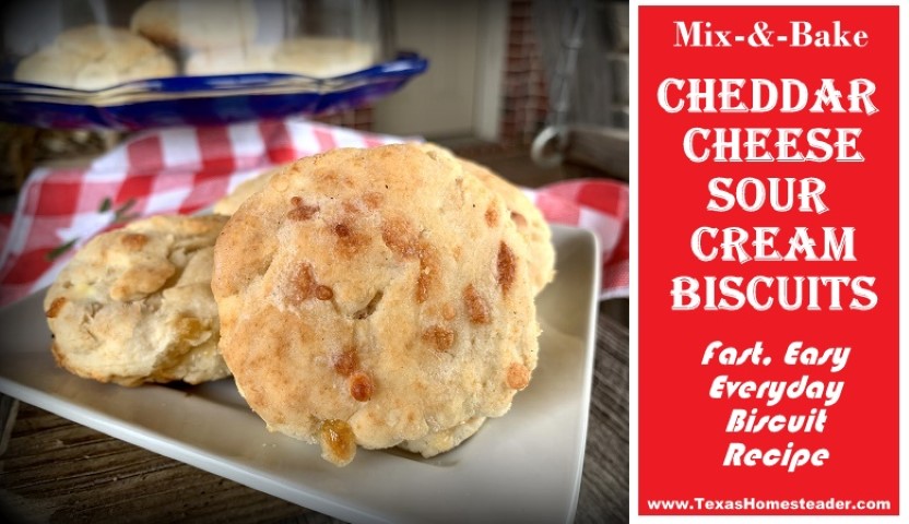 Simple mix-n- bake homemade cheddar cheese sour cream biscuits are a Homestead favorite. #TexasHomesteader