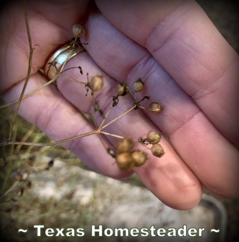 Cilantro flowers turn into coriander seed. #TexasHomesteader