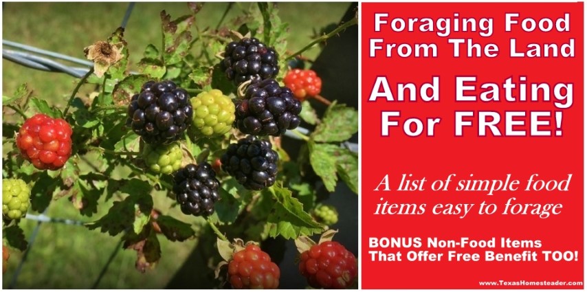 A list of simple-to-forage food items that let you eat for FREE! #TexasHomesteader