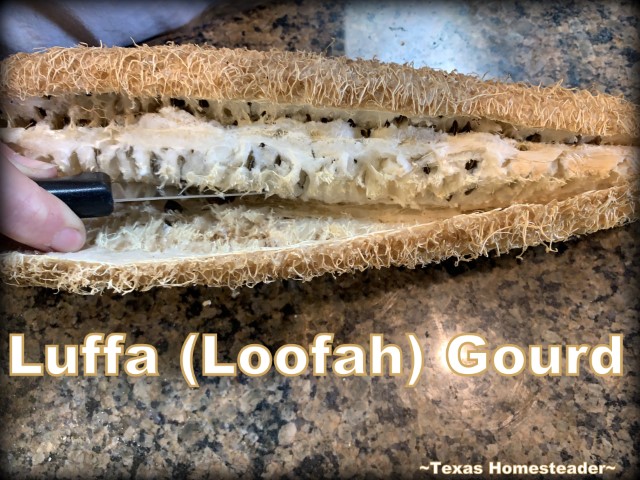 Luffa Loofah Gourd biodegradable compostable plastic-free scrub cleaning sponge - cutting out the core. #TexasHomesteader