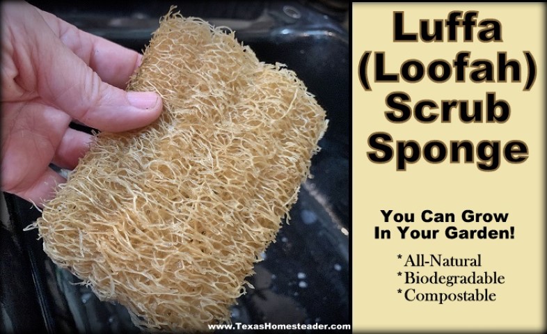 Luffa (or loofah) gourd can be grown in the garden and used for an all-natural biodegradable and compostable kitchen scrub sponge. #TexasHomesteader