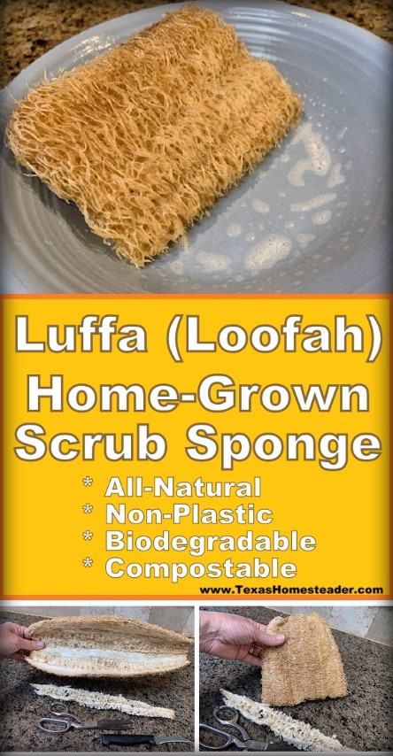 Luffa (or loofah) is a scrub sponge you can grow in your garden! All natural, biodegradable and compostable too. #TexasHomesteader