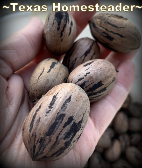 Foraging for free food: Pecans from our native pecan trees. #TexasHomesteader