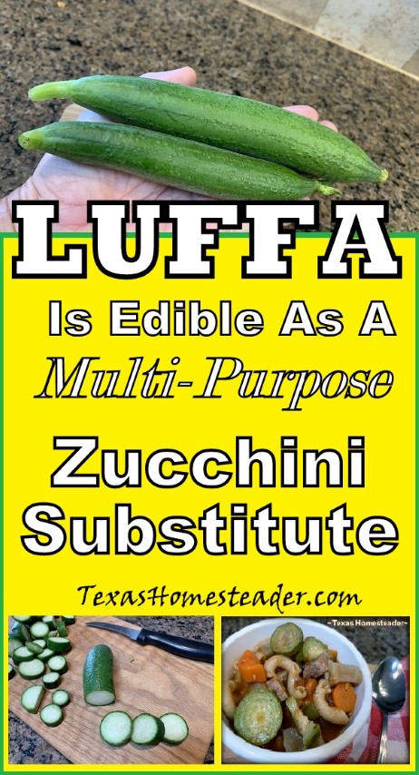 Young luffa is tender and edible, similar to zucchini. #TexasHomesteader