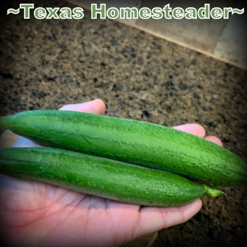 Luffa when harvested small can be a substitute for garden zucchini. #TexasHomesteader