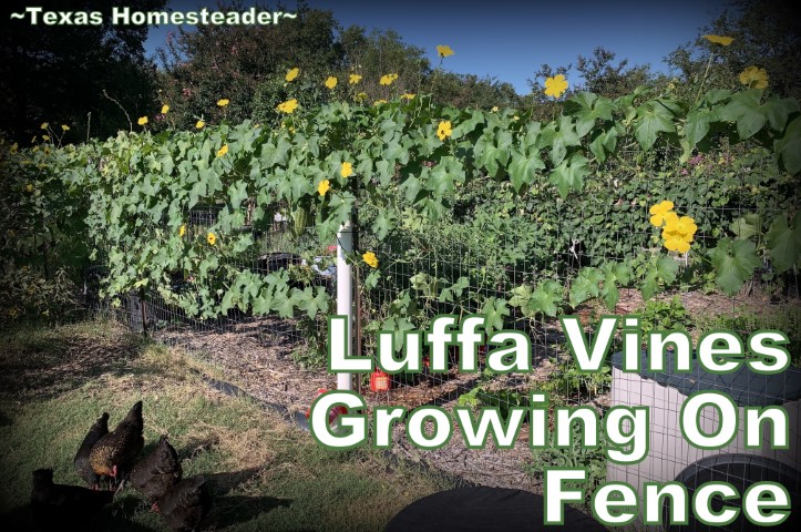 Luffa (loofah) growing along a fence to create shade for the chicken yard. #TexasHomesteader