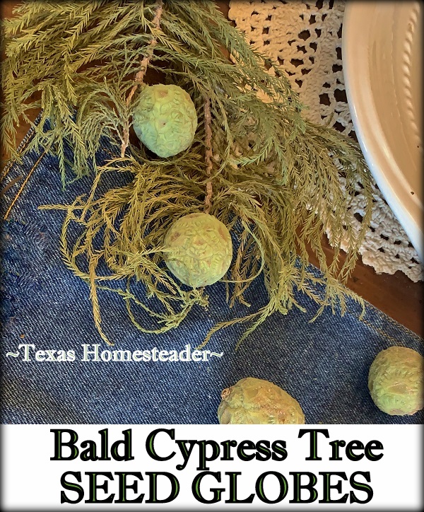 These pretty cypress tree seed globes and fronds will be used in my all-natural Fall Tablescape. #TexasHomesteader