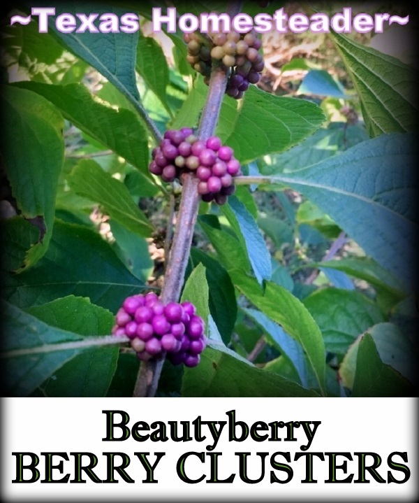 Beautyberry Clusters for natural decoration. #TexasHomesteader