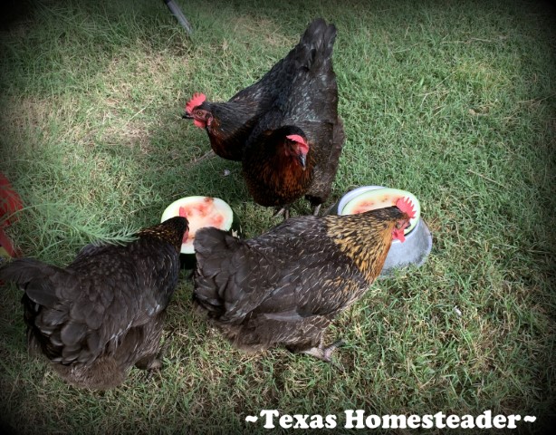 Black Star backyard Chickens eating watermelon. #TexasHomesteader