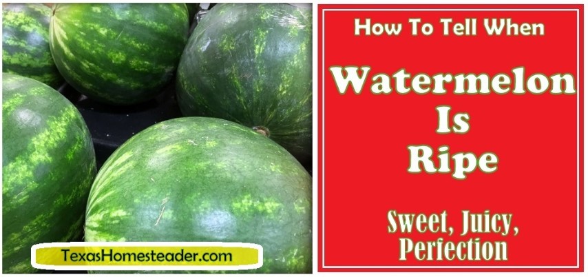 How to tell when a watermelon is ripe. #TexasHomesteader