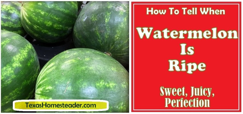 How To Check A Watermelon Apartmentairline8