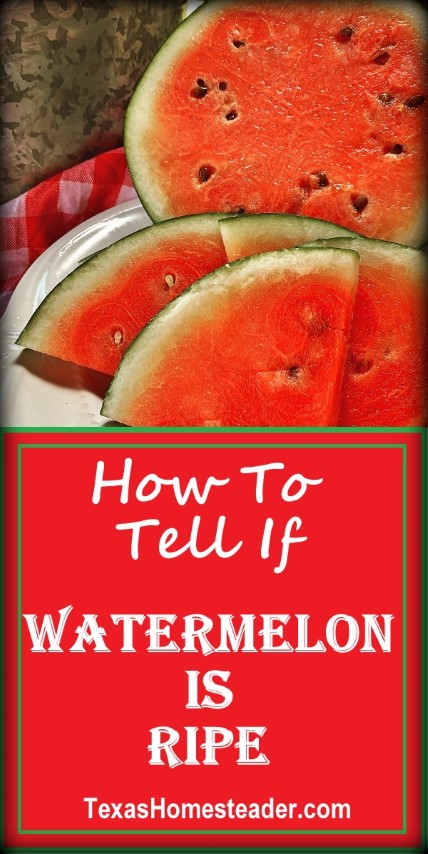 How to tell if a watermelon is ripe. There are several clues to look for. #TexasHomesteader