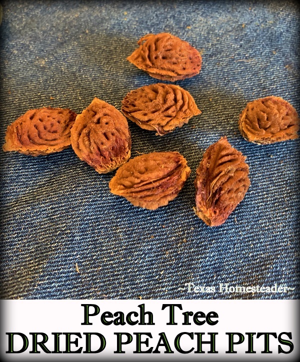 Dried peach pits for natural decoration. #TexasHomesteader