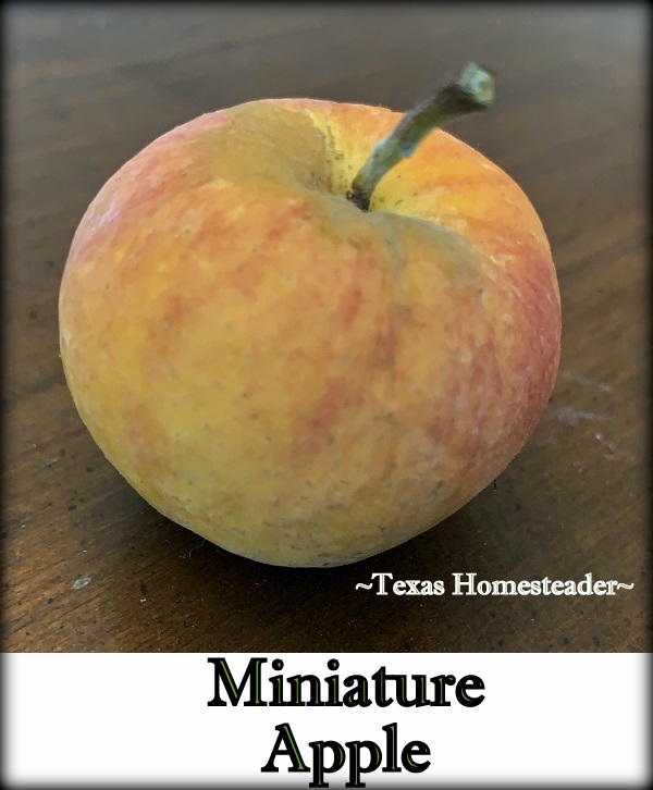 Miniature apple for natural decoration. #TexasHomesteader