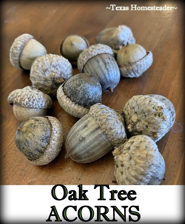 Oat tree acorns for natural decoration. #TexasHomesteader