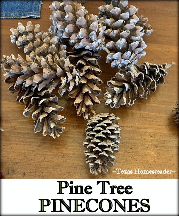 These pretty pinecones will be used in my all-natural Fall Tablescape. #TexasHomesteader