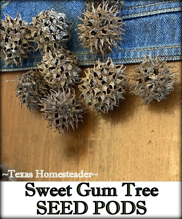 Seed pods from Sweet Gum tree for natural decoration. #TexasHomesteader