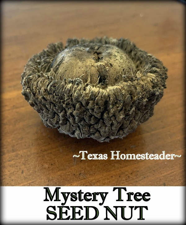 Burr Oak Tree acorn for natural decoration. #TexasHomesteader