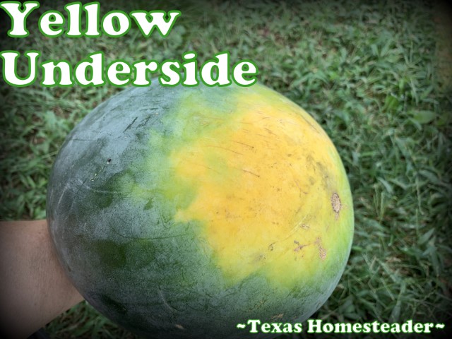 Bright yellow underside of water is indication for ripe melon. #TexasHomesteader