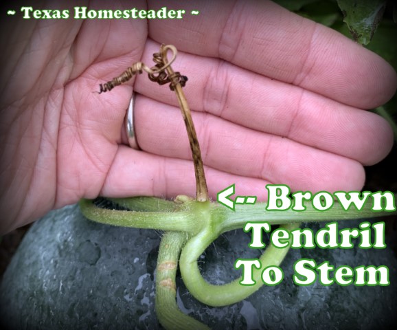 The first tendril from the watermelon should be completely dry to the vine to indicate ripe melon. #TexasHomesteader
